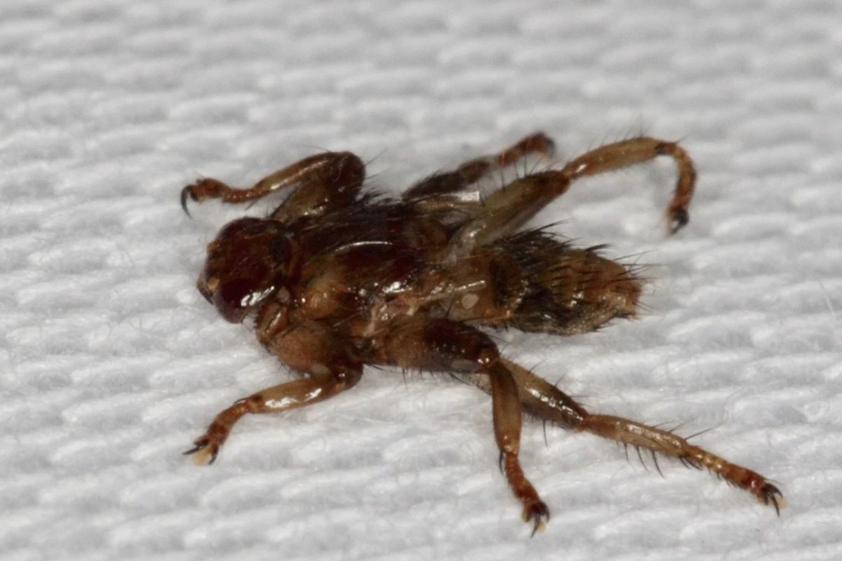Älgflugor – allt du behöver veta om den plågsamma parasiten