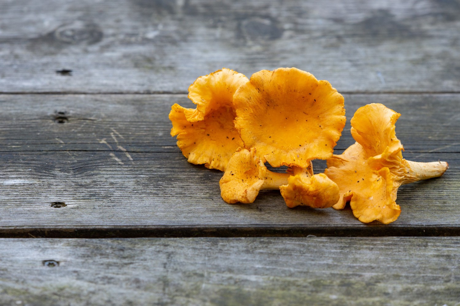 Kantarell (Cantharellus cibarius)