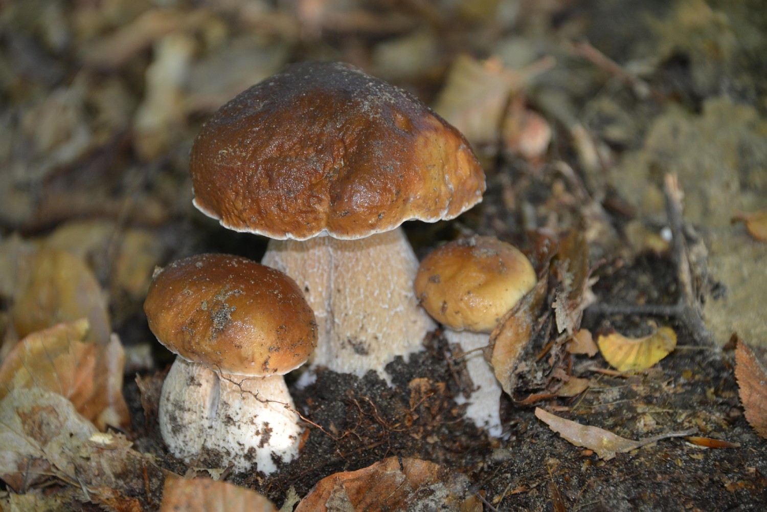 Karljohansvamp (Boletus edulis)