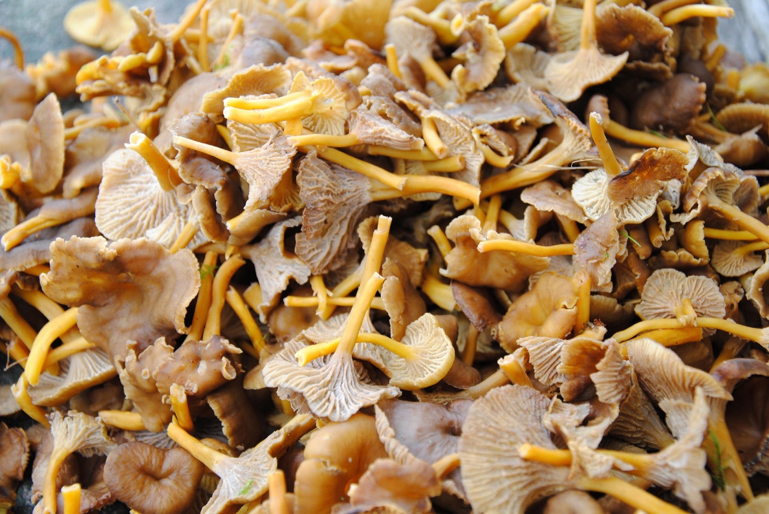 Trattkantarell (Craterellus tubaeformis)