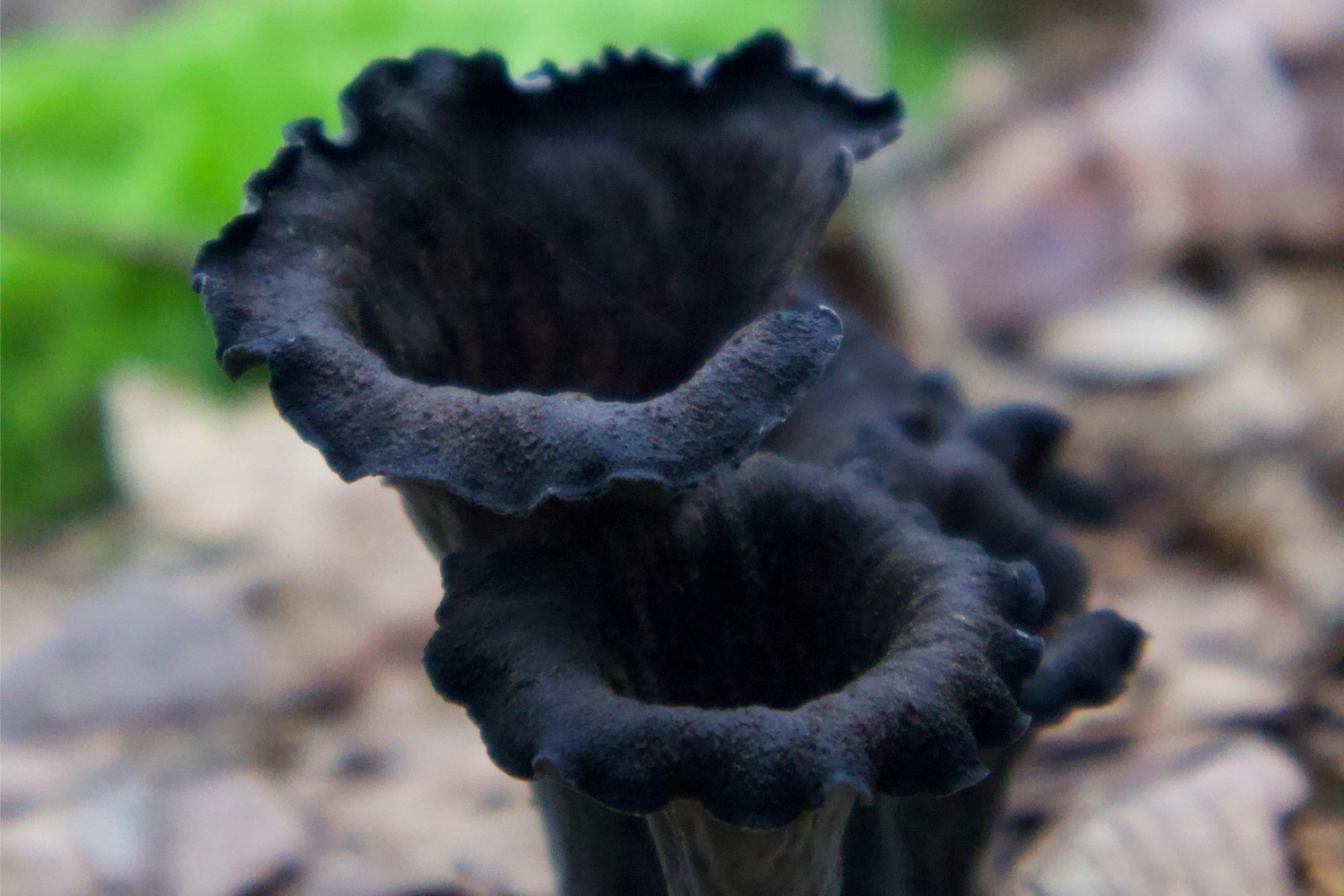 Trumpetsvamp (Craterellus cornucopioides)